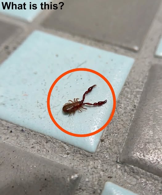 In the evening, I went into the bathroom and saw this on the floor.