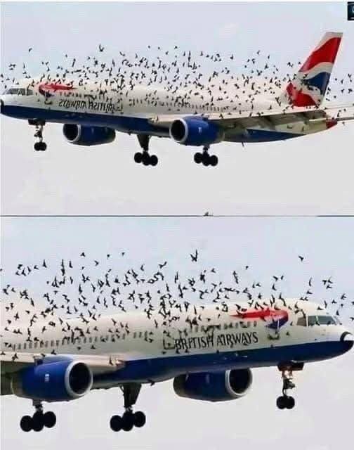 The Mind Blowing Reason This Terrified Pilot Burst Into Tears After An Emergency Landing Saved His Passengers From A Swarm Of Thousands Of Angry Birds –