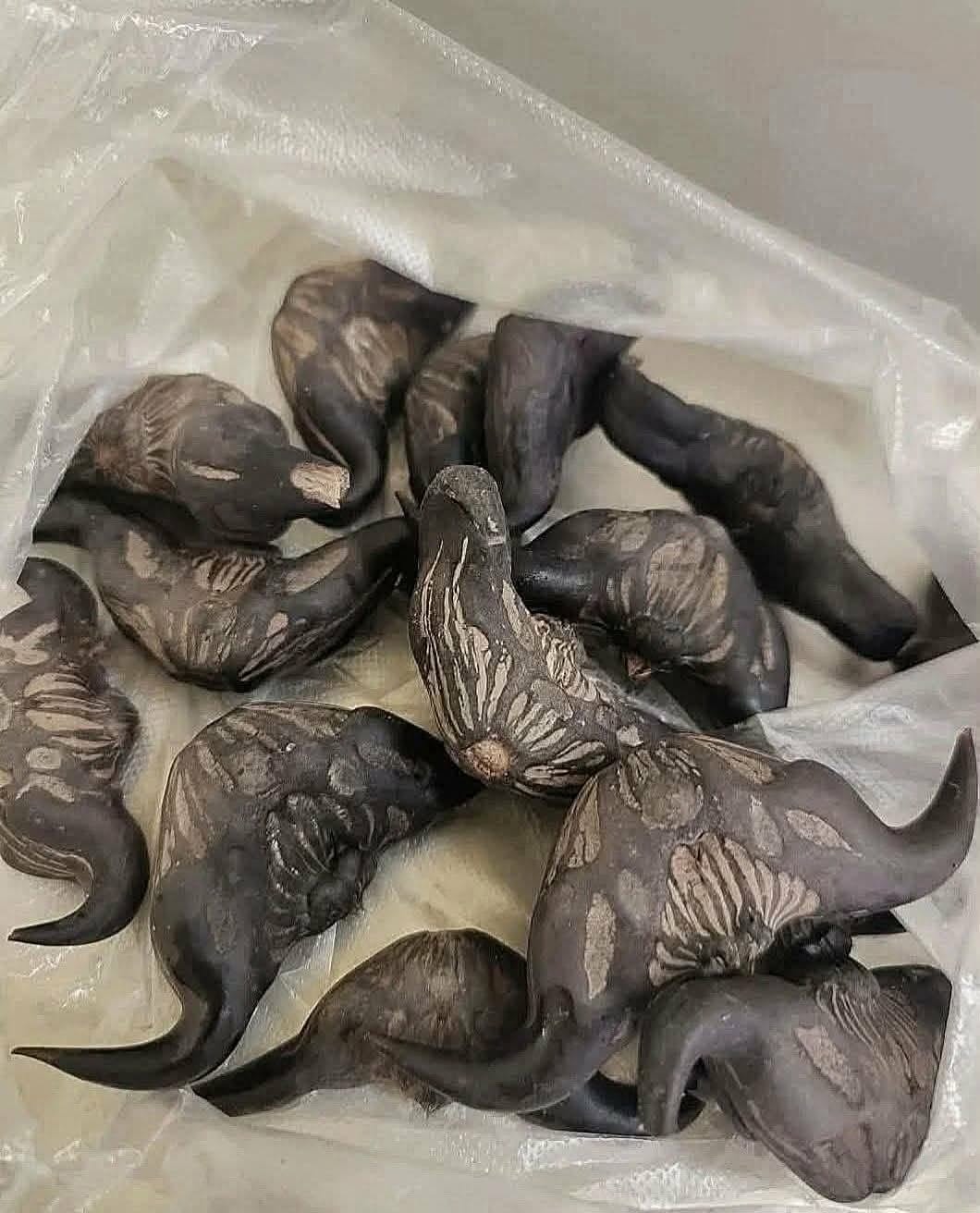 My neighbor gave me a bag of these, anyone know what they are? How do you eat them?