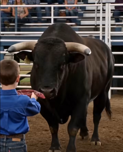 The Boy, the Bull, and the Truth the Arena Tried to Bury