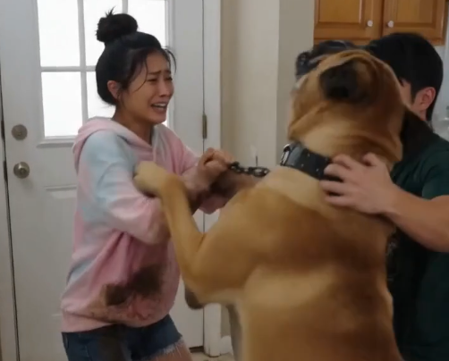Gentle Mastiff Saves Elderly Owner’s Life After Unsettling Attack Turns Out to Be a Frantic Warning About Early-Stage Cancer - Beaware