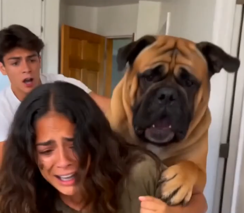 Gentle Mastiff Saves Elderly Owner’s Life After Unsettling Attack Turns Out to Be a Frantic Warning About Early-Stage Cancer - Beaware