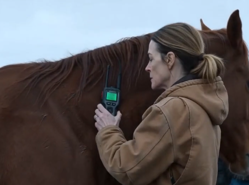 THE MARE WHO WOULDN’T BE SOLD