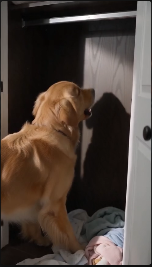My dog suddenly started barking at my pregnant wife and even lunged toward her, and then began throwing things out of the closet: we were shocked when we discovered the reason for such strange behavior