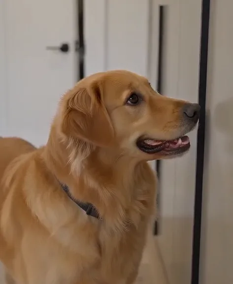Golden Retriever Wouldn’t Stop Barking at the Wardrobe—What Celine Found Inside Was Only the Beginning