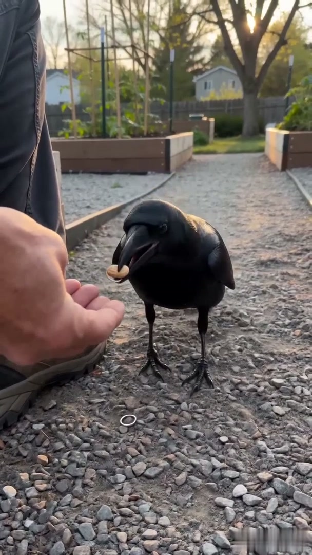 THE CROW WHO CARRIED THE PAST