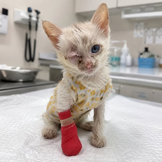 The Tiny Kitten Who Refused To Rest Until We Found What She Was Hiding