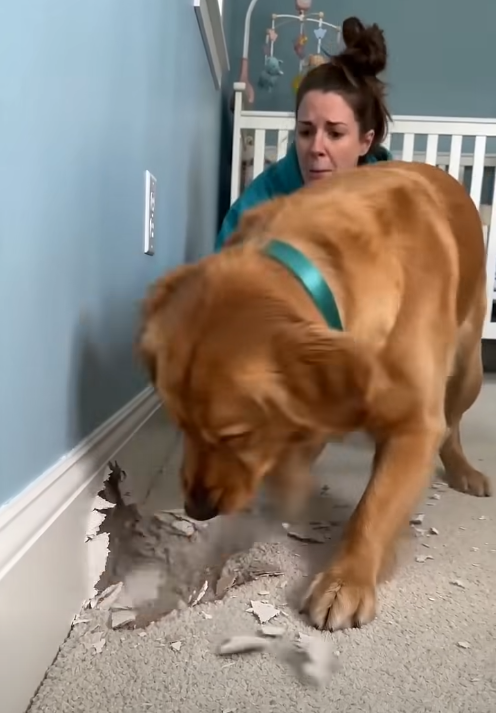 My dog started furiously scratching the wall behind my eight-month-old daughter’s crib: at first we thought she had simply gone crazy, but when we looked inside the wall, we found something truly horrifying