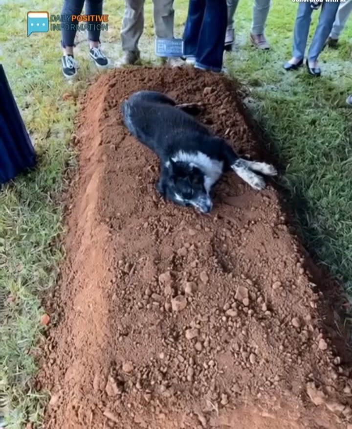 Heartbreaking Moment: Dog Lies by Fresh Grave — The Reason Will Make You Cry