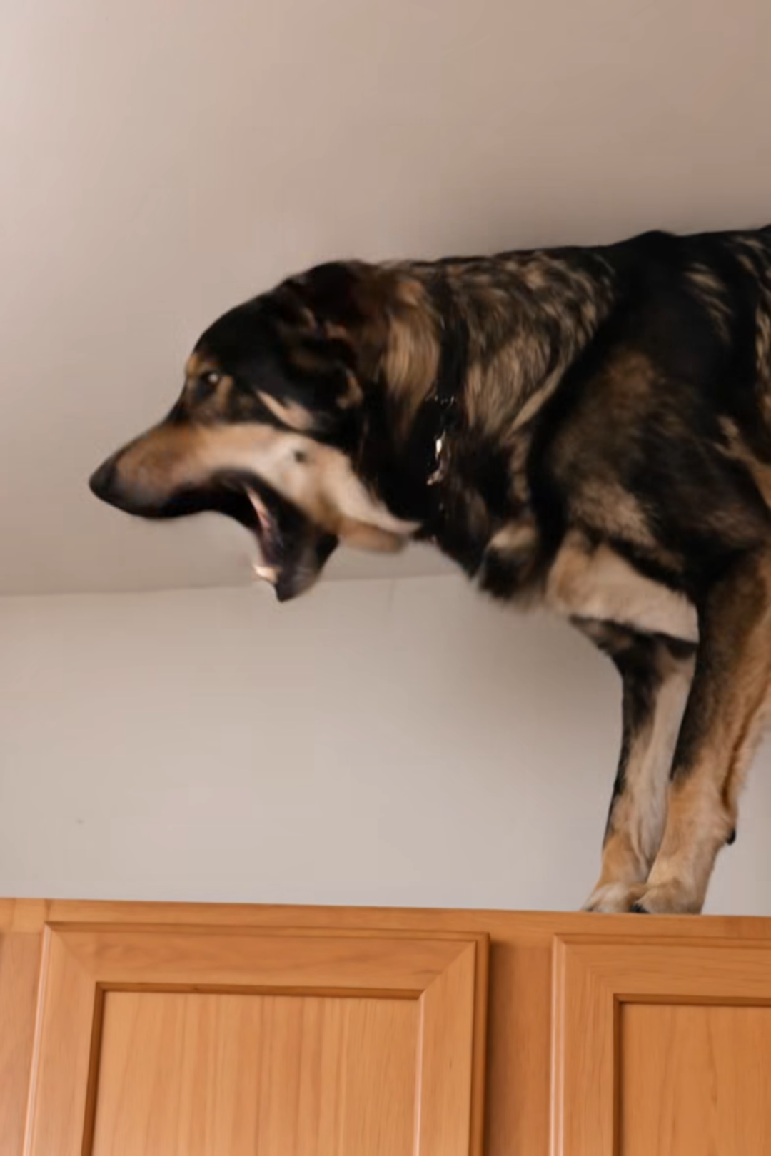 “My Dog Wouldn’t Stop Barking at the Ceiling… Then I Found Out Why”