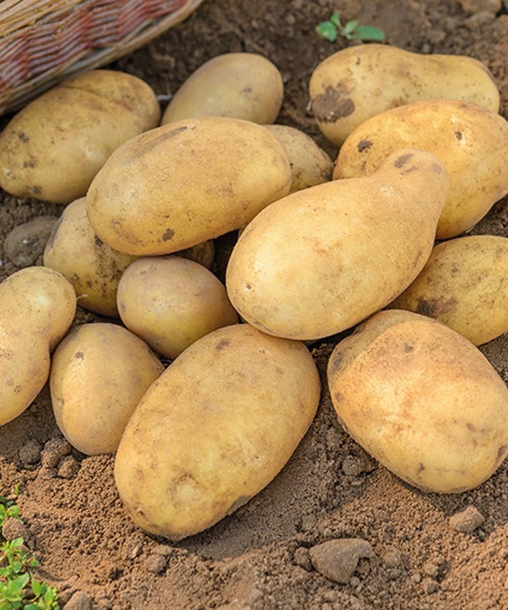 Surprising Success: How to Grow Potatoes on a Balcony