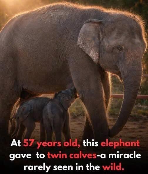 A rare miracle in the wild: 57-year-old elephant gives birth to twins