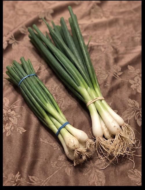 Scallions, Green Onions, Spring Onions, and Chives Explained Simply