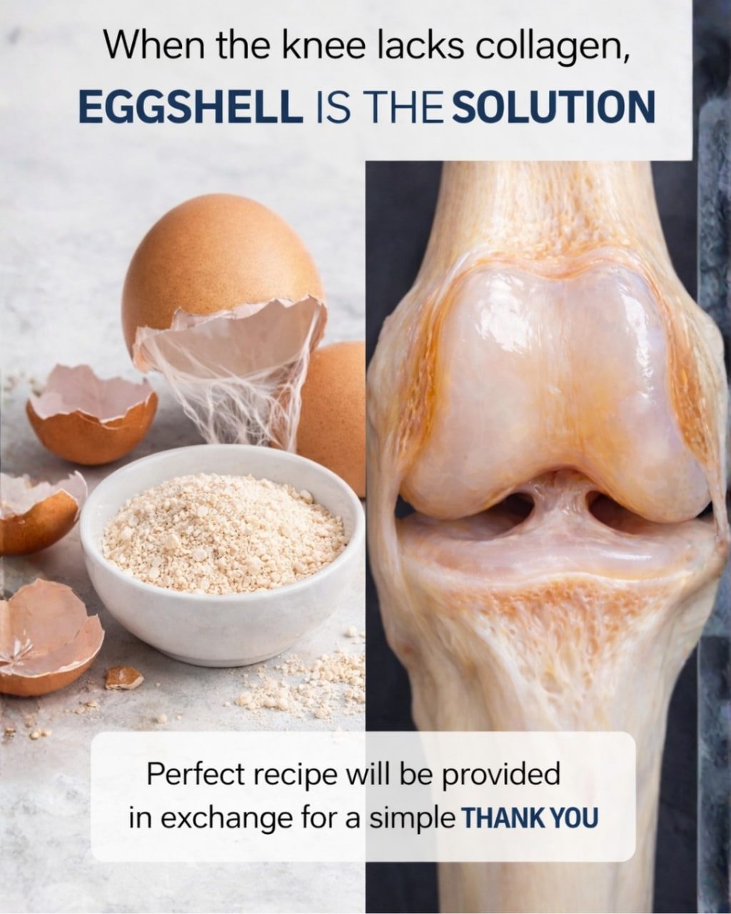 Eggshell for Knee Collagen: Can It Really Help Joint Pain?