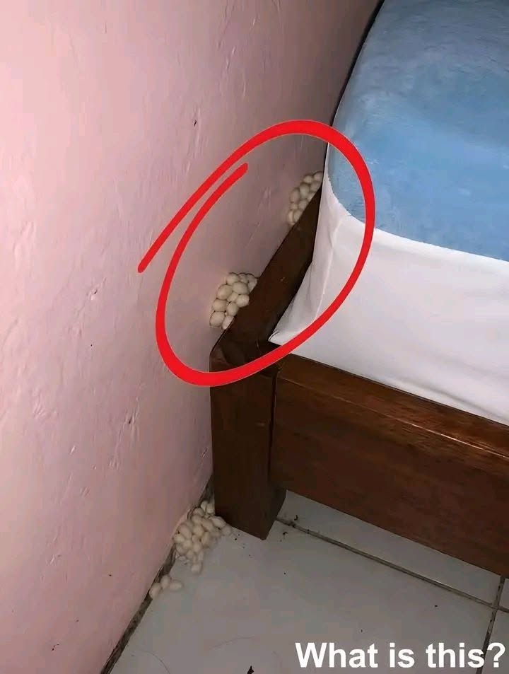 I found these tiny balls in my bed and nearly had a heart attαck: here’s what they were.