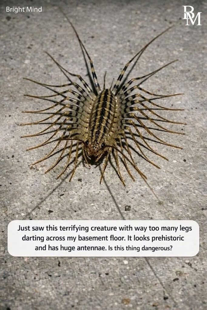 Just saw this terrifying creature with way too many legs darting across my basement floor. It looks prehistoric and has huge antennae. Is this thing dangerous?