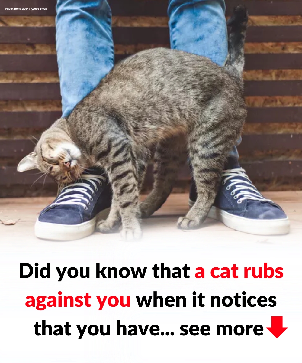Did you know that a cat rubs aga.i.n.st you when it notices that you have...