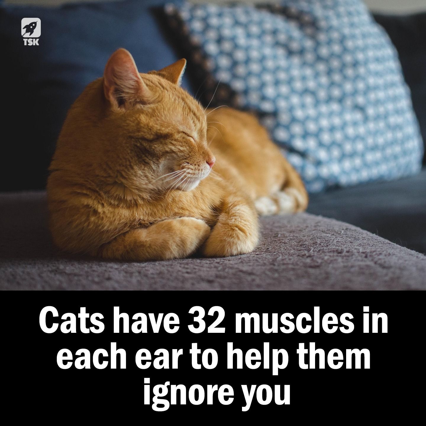 Listen Up to These Fascinating Facts About Your Cat's Ears