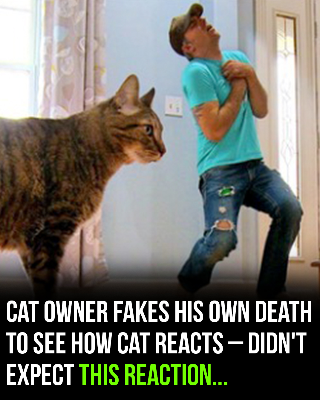 Cat owner fakes his own de.a.t.h to see how cat reacts – doesn’t expect this reaction