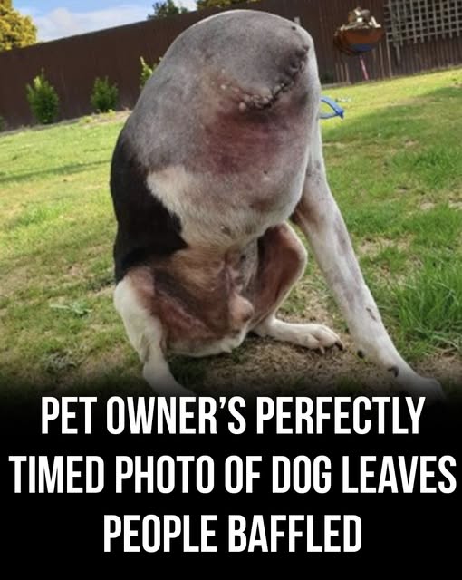 Perplexing picture of ‘headless’ dog leaves people baffled