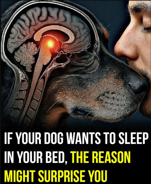 If your dog wants to sleep in your bed, the reason might surprise you
