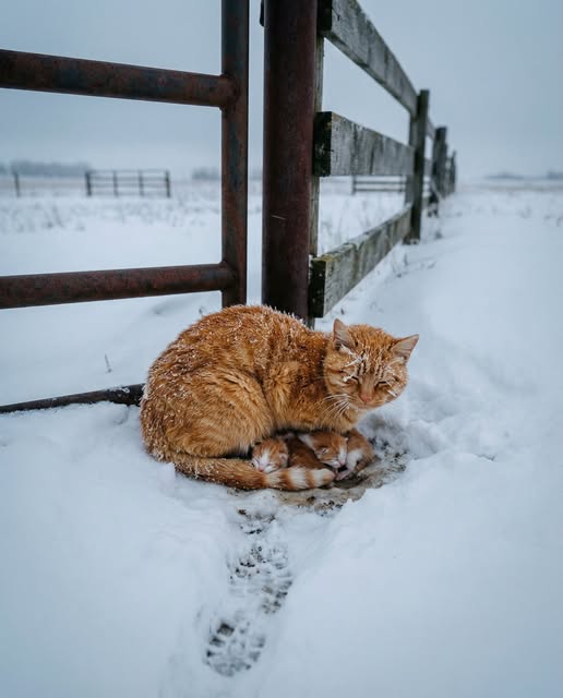 They found her frozen in the snow. Her kittens were alive underneath her. She'd been de.a.d for hours but they were still warm.