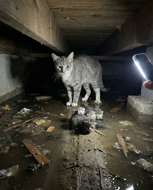 The tornado took everything above ground. He found her three feet under the porch. She was standing over her kittens in eight inches of water and she hadn't moved in 39 hours.