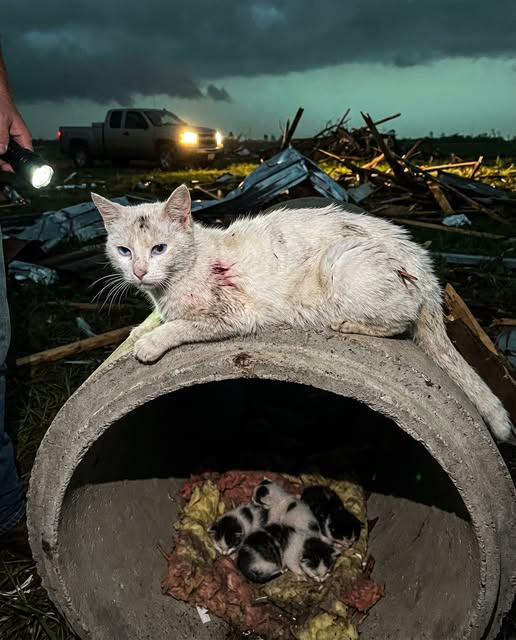 The de.a.f cat felt the tornado through the floor. She had ninety seconds. She chose to spend them on her kittens