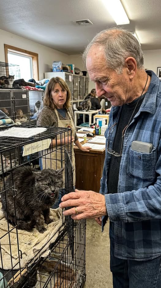 For 204 Days Nobody Wanted Her, They Called Her ‘Satan,’ She Hissed, B.i.t, and Ignored Everyone, Until a Seventy-Six-Year-Old Widower with a Pillbox in His Pocket Walked Into the Shelter, Looked at the Mean Old Cat Nobody Loved, and Quietly Decided ‘I’ll Take Her,’ Setting in Motion a Bond That Changed Both Their Lives Forever in Ways No One Could Have Expected