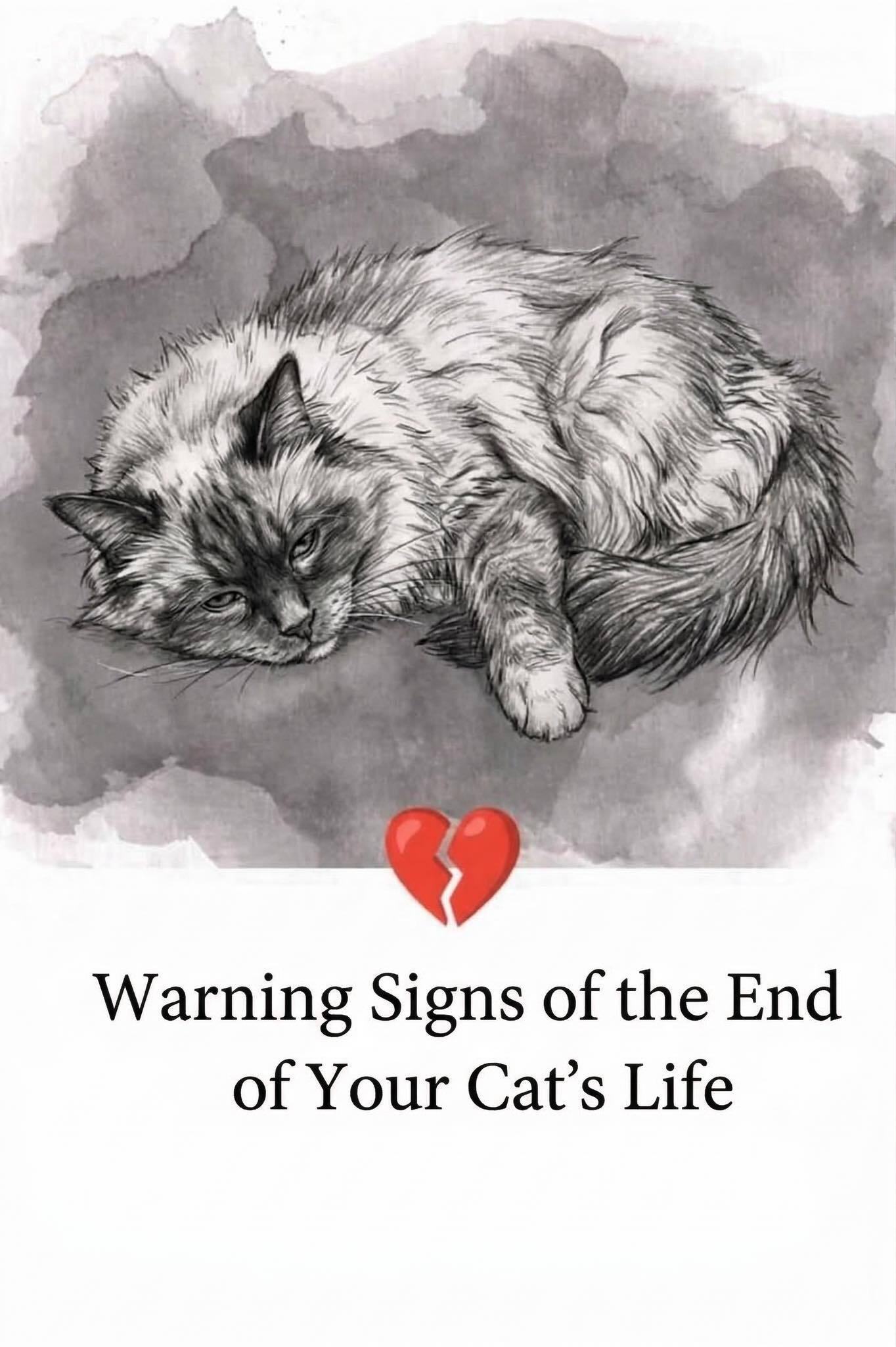 11 signs your cat is d.y.ing