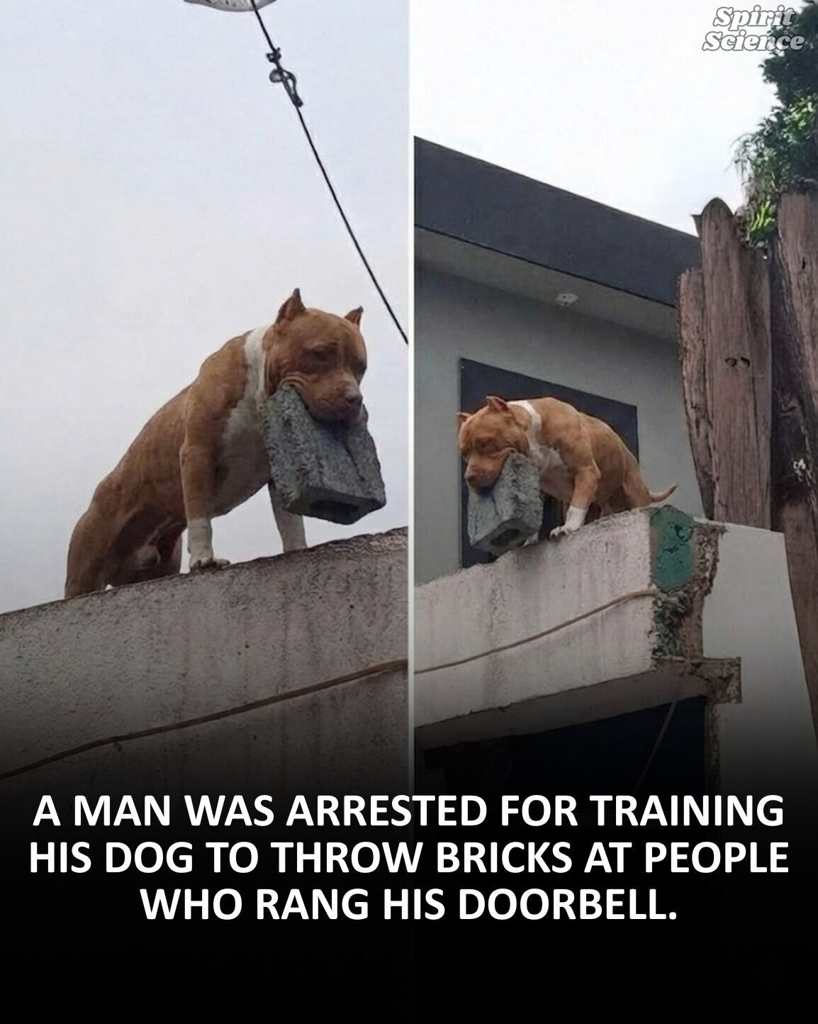 This man turned a household pet into a very unusual form of security.