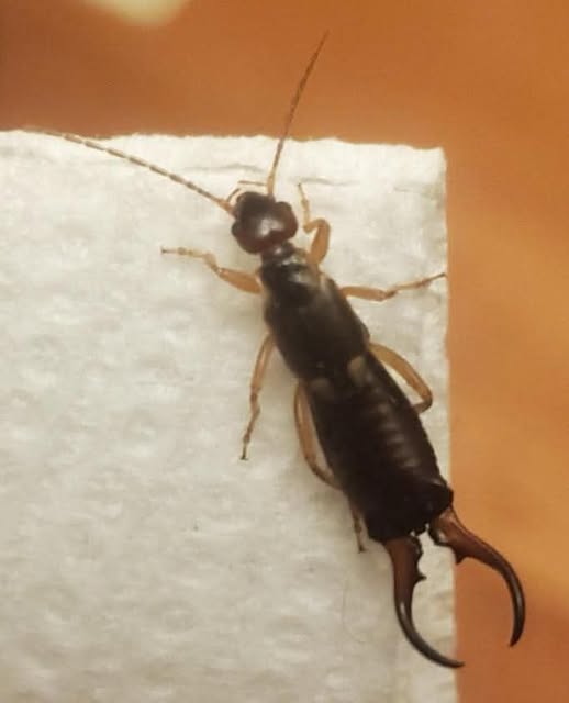 How to Handle Earwigs in Your Home