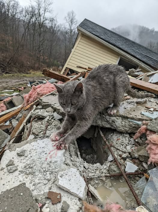 She was buried in rubble for 91 hours. They found her because the cat on top of the debris wouldn't stop digging.