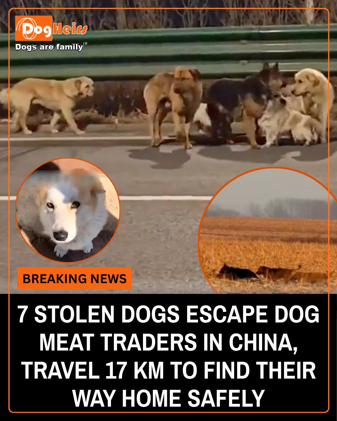 Seven Kidnapped Dogs Escape Suspected Meat Trade Truck and Travel 10 Miles Together to Find Their Way Home