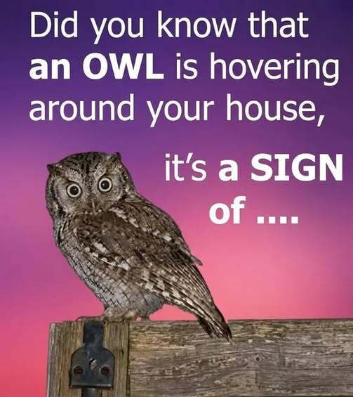 Owls in the Night: Fascinating Facts and the Meaning Behind Their Quiet Presence