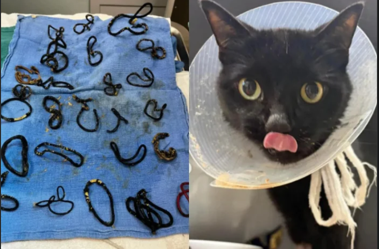 The cat suffered a severe intes.tinal blockage, and when the veterinarians examined it, they discovered a sho.c.king truth