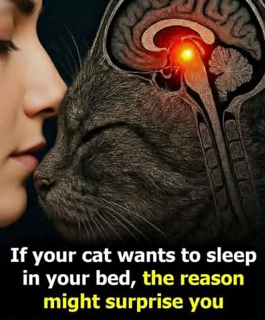 If Your Cat Sleeps Next to You, It Might Be Trying to Tell You Something