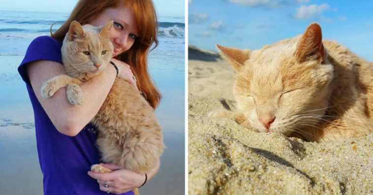Woman Adopts 21-Year-Old Cat Abandoned By Owner, To Give Him Best Remaining Days