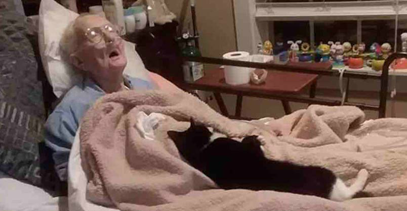 Cat Refuses To Leave Bedside Of Dying Grandma Who Raised Her