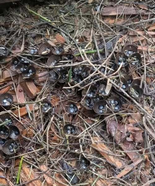We Spotted Something Strange in the Garden… Then Discovered the Truth