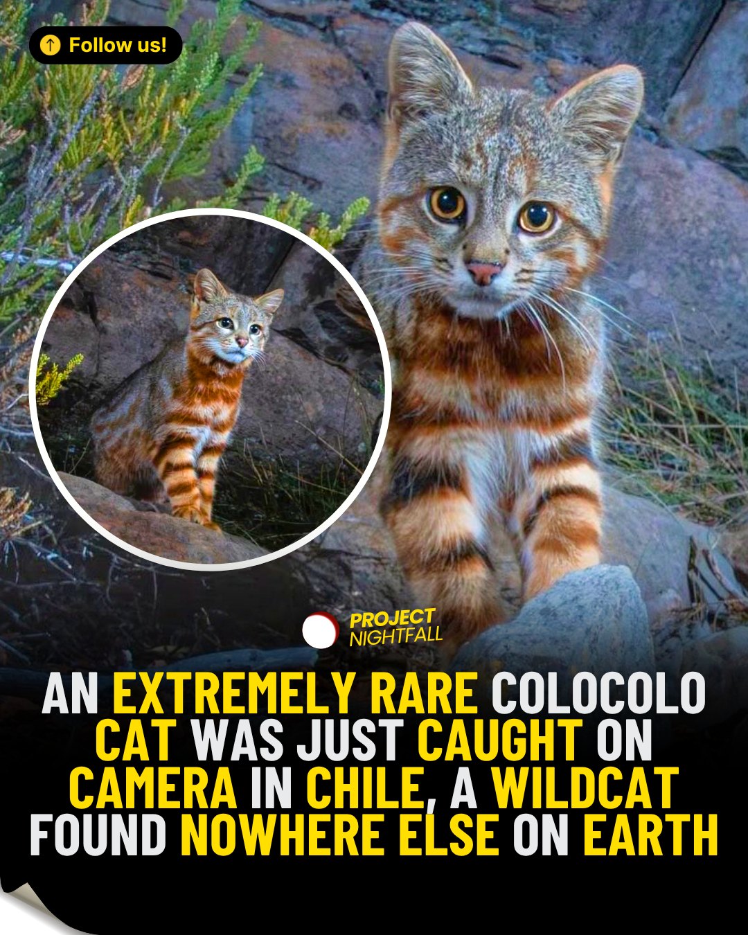 MEET THE CAT YOU'VE NEVER HEARD OF 🐈