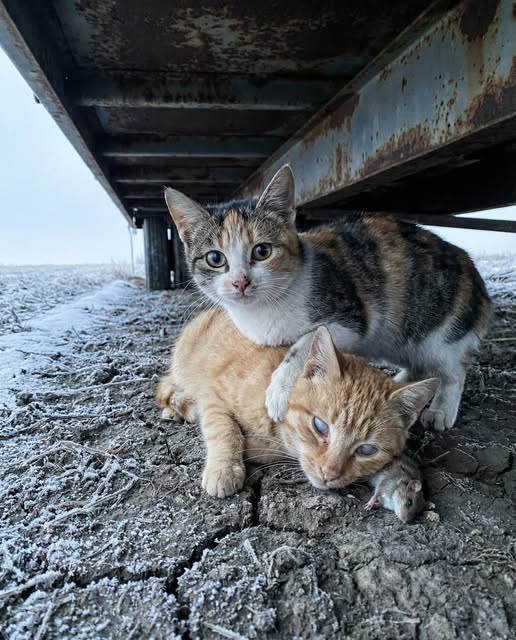 The Cat Who Chose Loyalty Over Survival.