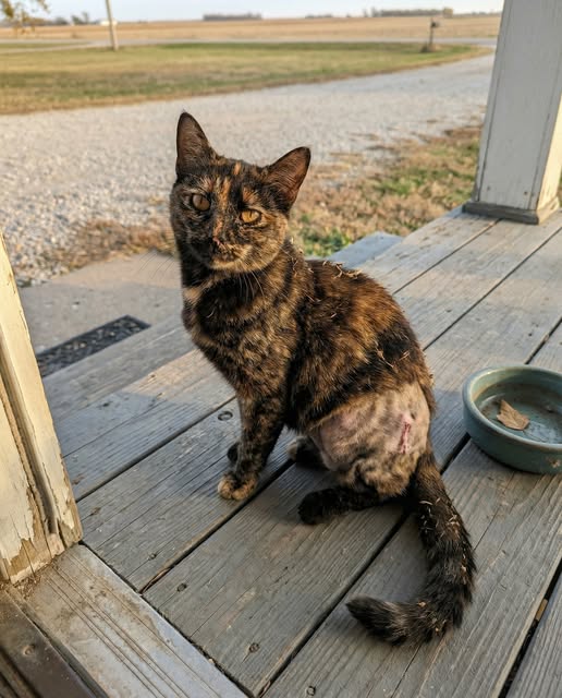 She walked 23 miles on three legs. It took her 31 days. She wasn't going home — home didn't matter anymore. She was looking for him.