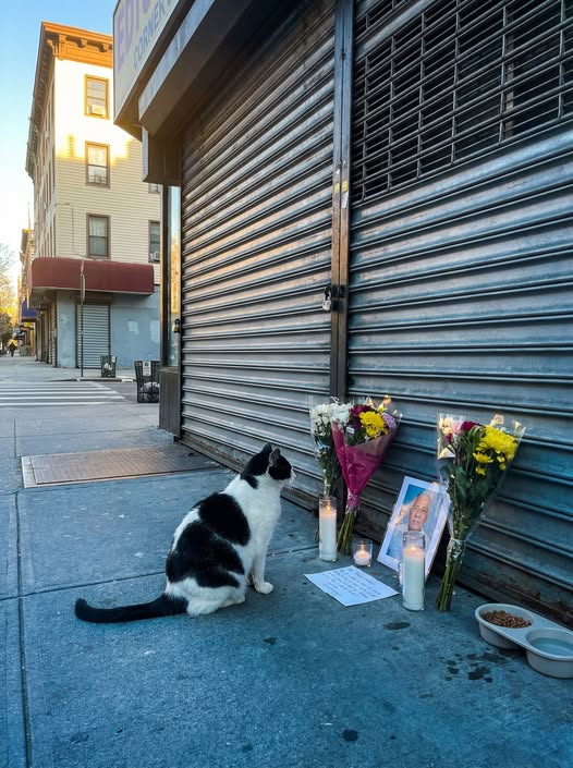 The Store Closed Seven Months Ago. Every Morning at 5 AM, He's Sitting Outside the Gate. He Has Never Missed a Day