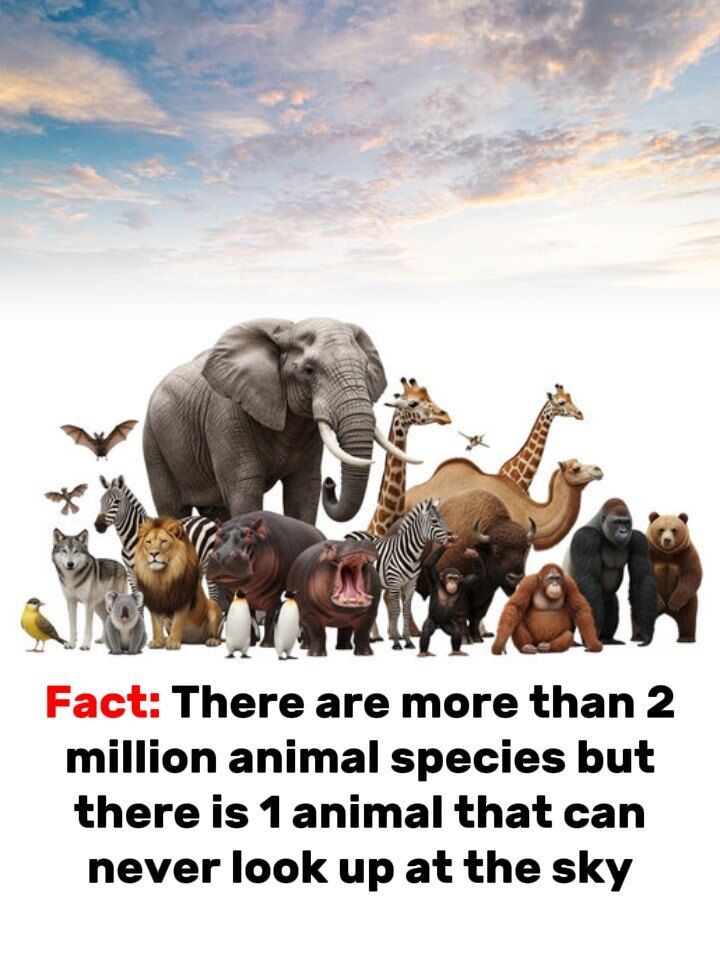 Among 2 Million Animal Species, Only One Can’t Ever Gaze at the Sky