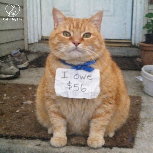 My cat vanished for three days and came back wearing a handwritten bill like he'd opened a secret tab across the neighborhood.