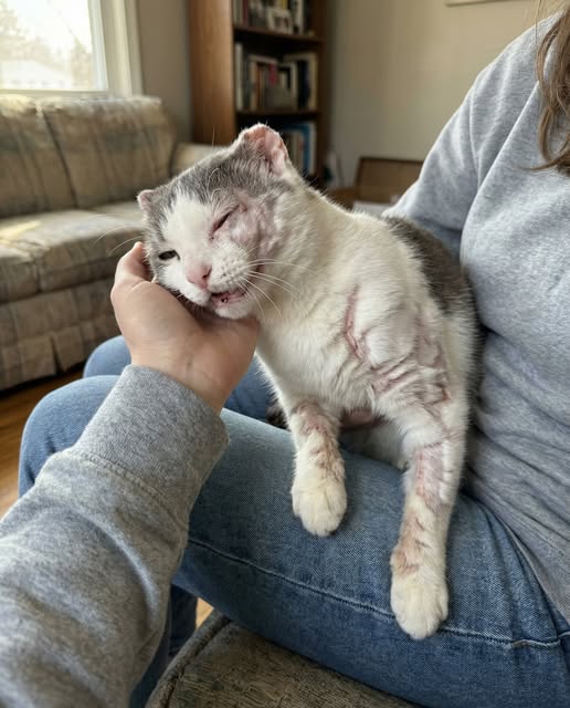 She Was Used As Bait In A Dog Fighting Ring For 2 Years. She Has No Ears. No Tail. Half A Face. She Still Purrs When You Hold Her