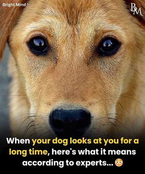 Why Dogs Stare at You: The Real Meaning Behind That Look