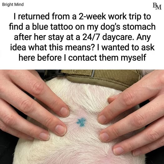 I Came Back From a Work Trip… and Found a Blue Tattoo on My Dog — What It Really Means