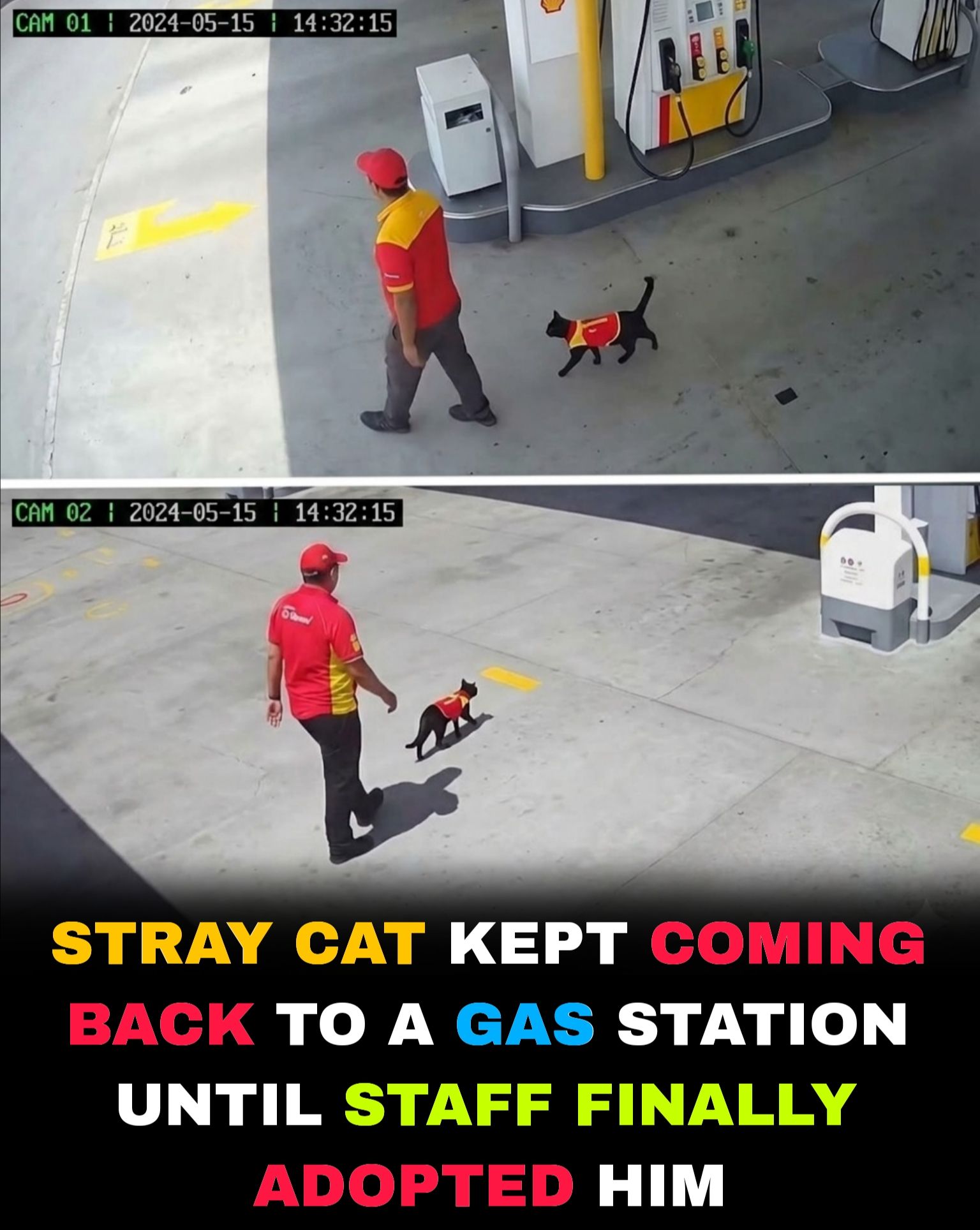 A STRAY CAT KEPT COMING BACK… UNTIL THEY MADE HIM FAMILY